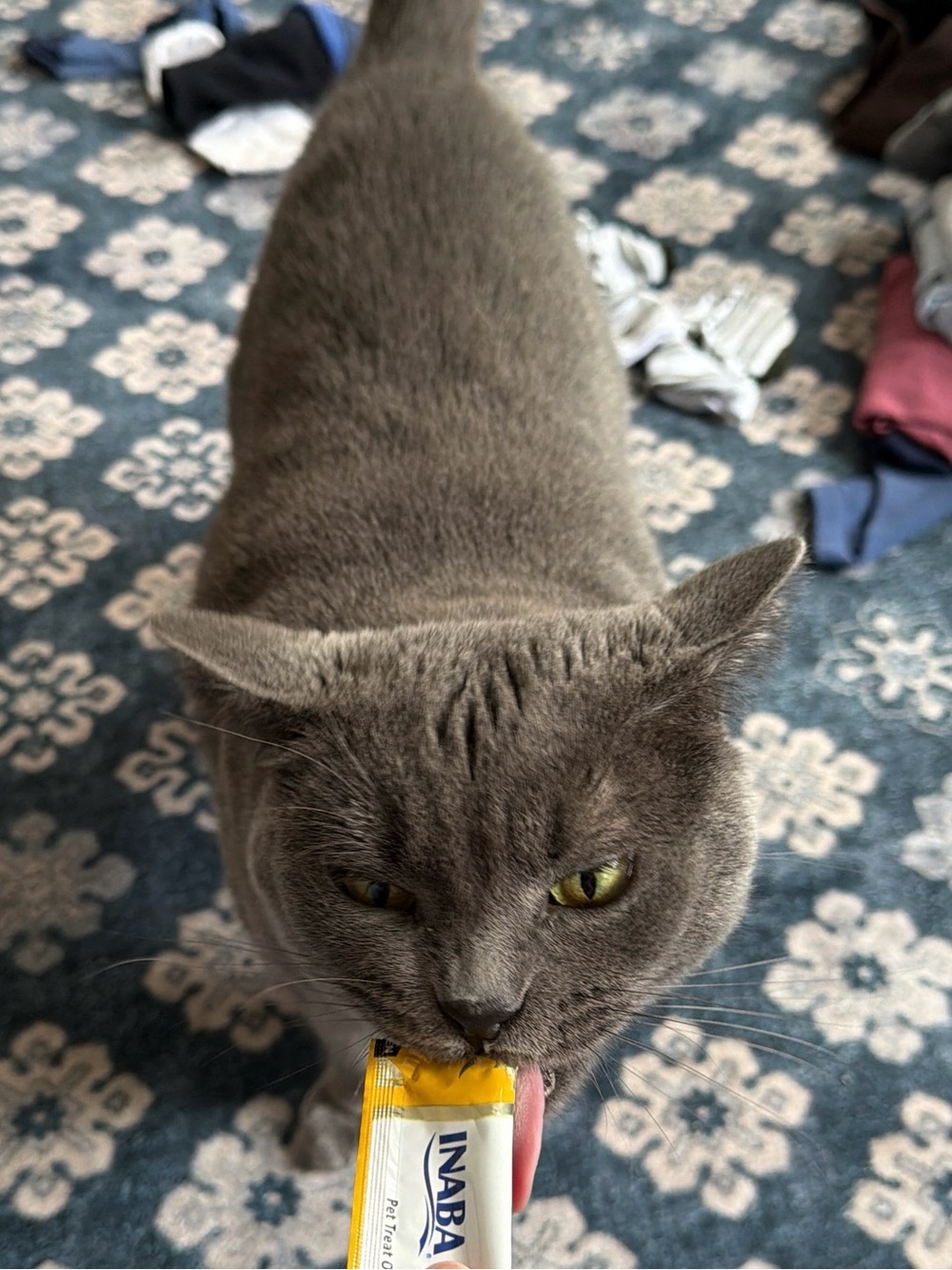 Ina Cat Treat Pouch in Yellow and White - Lickable Snack